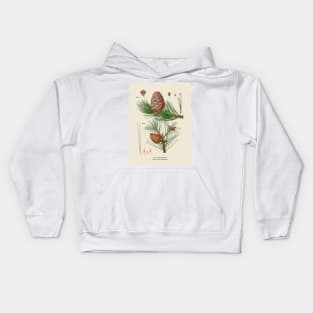 Pine Tree Antique Botanical Illustration Kids Hoodie